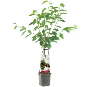 WONDER TREE LAPINS - afbeelding 1