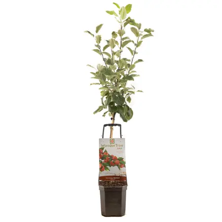 WONDER TREE SANTANA - afbeelding 1