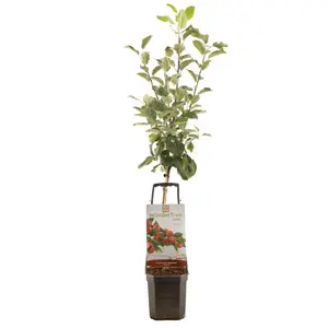 WONDER TREE SANTANA - afbeelding 1