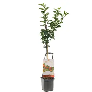 WONDER TREE TOPAZ - afbeelding 2