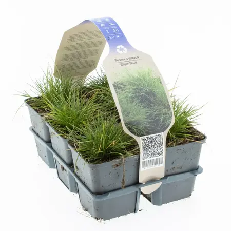 6Pack Festuca Glauca 'Elijah Blue' - afbeelding 1