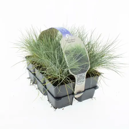 6Pack Festuca Glauca 'Elijah Blue' - afbeelding 2