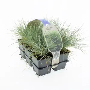 6Pack Festuca Glauca 'Elijah Blue' - afbeelding 2