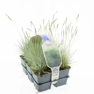 6Pack Festuca Glauca 'Elijah Blue' - afbeelding 3