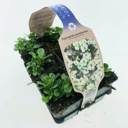 6Pack Gypsphilia Cerastoides