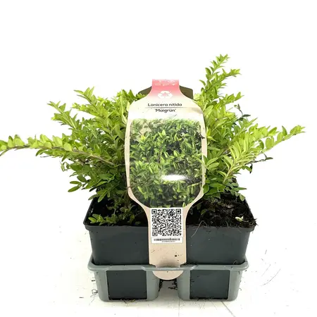 6Pack Lonicera Nit. 'Maigrün' - afbeelding 1
