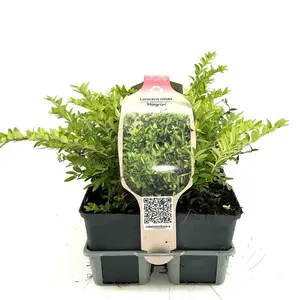 6Pack Lonicera Nit. 'Maigrün' - afbeelding 3