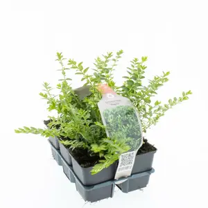 6Pack Lonicera Nit. 'Maigrün' - afbeelding 3