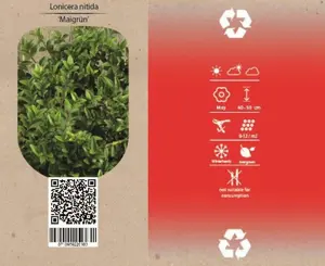 6Pack Lonicera Nit. 'Maigrün' - afbeelding 2