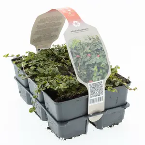 6Pack Mitchella Repens - afbeelding 2