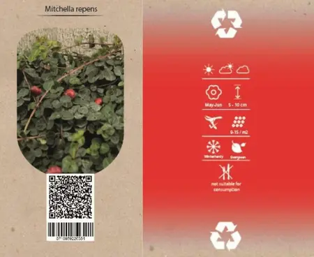 6Pack Mitchella Repens - afbeelding 2