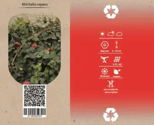 6Pack Mitchella Repens - afbeelding 2