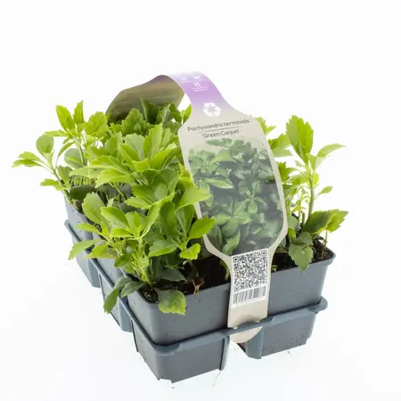 6Pack Pachysandra Term. 'Green Carpet' - afbeelding 1