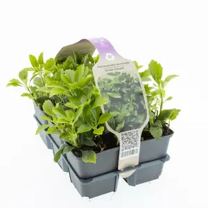 6Pack Pachysandra Term. 'Green Carpet' - afbeelding 4
