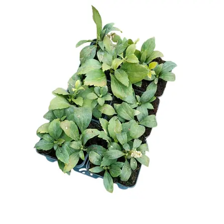 6Pack Pachysandra Term. 'Green Carpet' - afbeelding 3