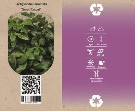 6Pack Pachysandra Term. 'Green Carpet' - afbeelding 2