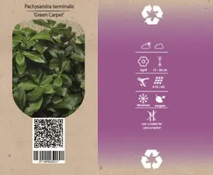 6Pack Pachysandra Term. 'Green Carpet' - afbeelding 2