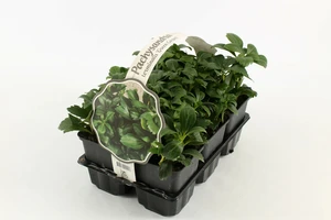 (06) 6PACK PACHYSANDRA TERM. 'GREEN CARPET'