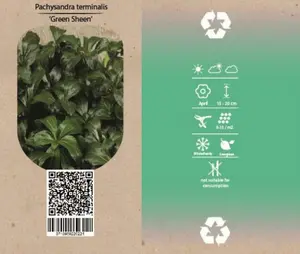 6Pack Pachysandra Term. 'Green Sheen' - afbeelding 2