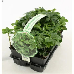 (06) 6PACK PACHYSANDRA TERMINALIS - afbeelding 1