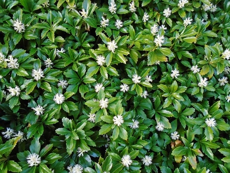 (06) 6PACK PACHYSANDRA TERMINALIS - afbeelding 2