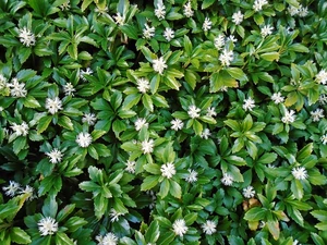 (06) 6PACK PACHYSANDRA TERMINALIS - afbeelding 2