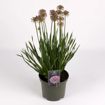 Allium Millenium – Paarse Sierbol, Compacte Groei - afbeelding 3