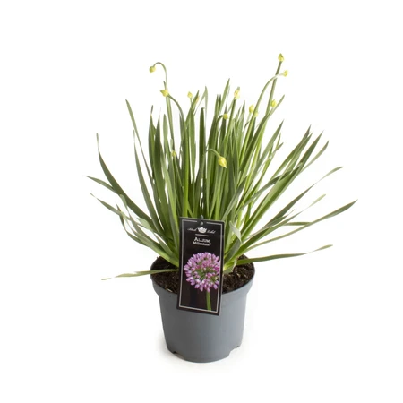Allium Millenium – Paarse Sierbol, Compacte Groei - afbeelding 1