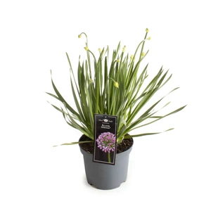 Allium Millenium – Paarse Sierbol, Compacte Groei - afbeelding 3