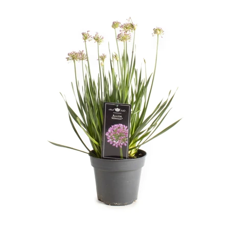 Allium Millenium – Paarse Sierbol, Compacte Groei - afbeelding 2