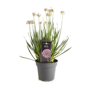 Allium Millenium – Paarse Sierbol, Compacte Groei - afbeelding 2