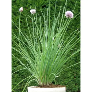 (06) ALLIUM SCHOENOPRASUM - afbeelding 4