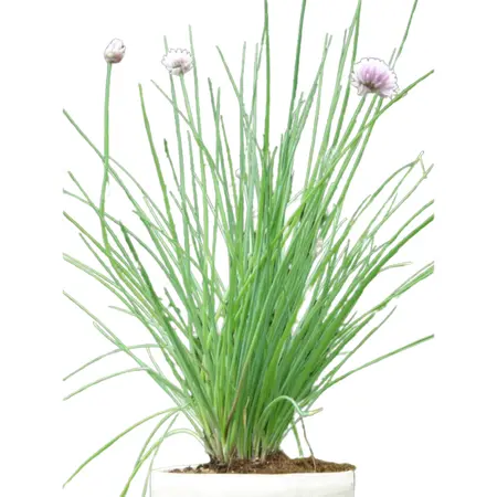 (06) ALLIUM SCHOENOPRASUM - afbeelding 2