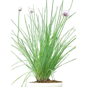 (06) ALLIUM SCHOENOPRASUM - afbeelding 2