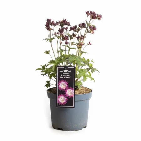 Astrantia Roma P19 - afbeelding 1