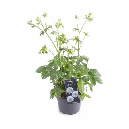 Astrantia Roma P19 - afbeelding 2