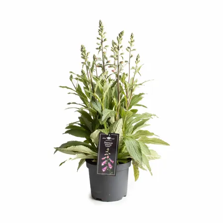 Digitalis Purpurea Lucas Mixlaag Los P19 - afbeelding 1