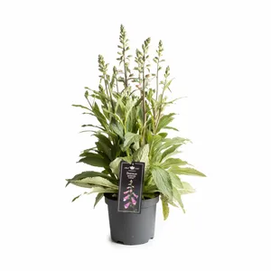Digitalis Purpurea Lucas Mixlaag Los P19 - afbeelding 1