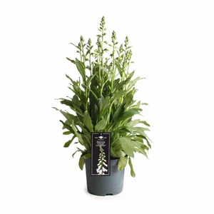 Digitalis Purpurea Lucas Mixlaag Los P19 - afbeelding 2
