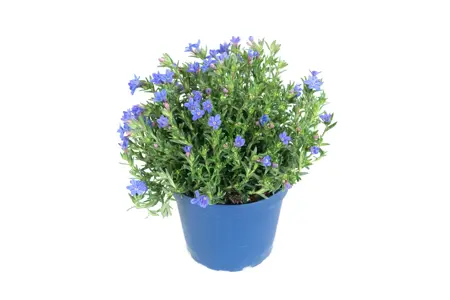 (06) GLANDORA DIFFUSA HEAVENLY BLUE (LITHODORA DIFFUSA HEAVENLY BLUE) P15