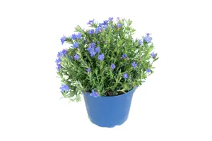(06) GLANDORA DIFFUSA HEAVENLY BLUE (LITHODORA DIFFUSA HEAVENLY BLUE) P15