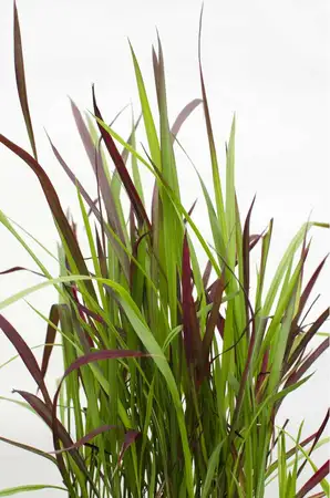 (06) IMPERATA CYLINDRICA RED BARON   P14 - afbeelding 2