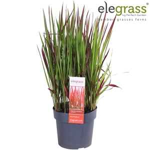 (06) IMPERATA CYLINDRICA RED BARON P19