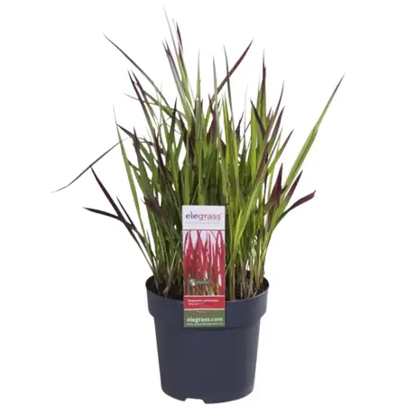 (06) IMPERATA CYLINDRICA RED BARON   P23 - afbeelding 1