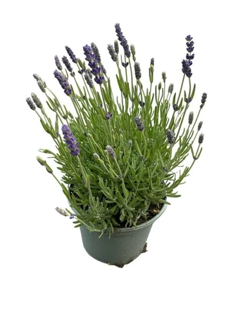 Lavandula Ang. Hidcote White P 17