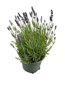 Lavandula Ang. Hidcote White P 17