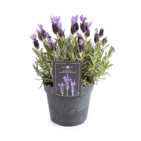 (06) LAVANDULA STOECHAS P15 - afbeelding 1