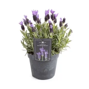 (06) LAVANDULA STOECHAS P15 - afbeelding 1