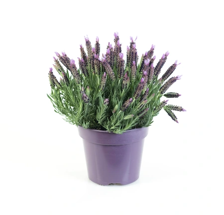 (06) LAVANDULA STOECHAS P15 - afbeelding 2