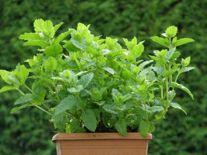 (06) MENTHA SPICATA 'MAROCCAN' - afbeelding 2
